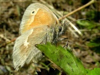 image of ringlet
