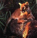 image of cougar_body
