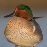 image of teal_duck #3