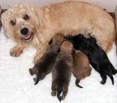 image of dandie_dinmont