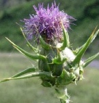 image of cardoon