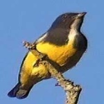 image of bird