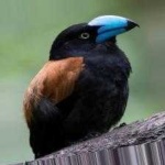 image of bird
