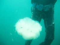 image of jellyfish