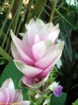 image of flower