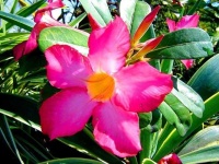 image of flower