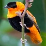 image of bird