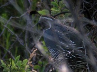 image of quail