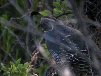 image of quail #14