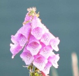 image of flower