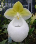 image of hard_leaved_pocket_orchid #30