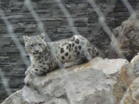 image of leopard