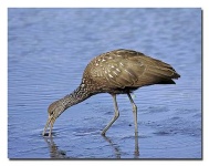image of limpkin