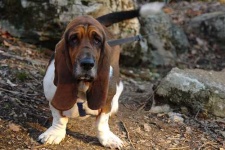 image of basset_hound #2