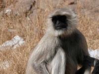 image of langur