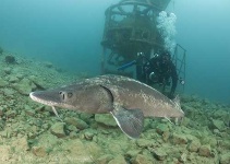 image of sturgeon