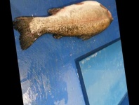 image of fish