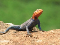 image of agama