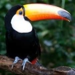 image of bird