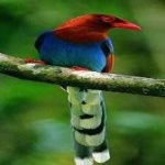 image of bird