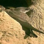 image of bird