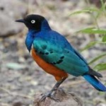 image of bird