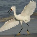 image of bird