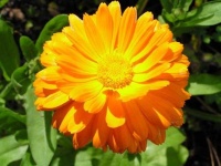 image of flower