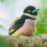 image of bird
