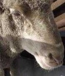 image of animal