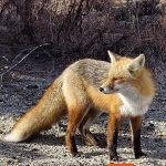 image of animal