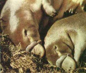 image of platypus
