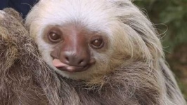 image of sloth