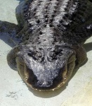 image of american_alligator