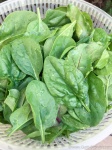 image of spinach #28