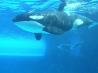 image of killer_whale #14