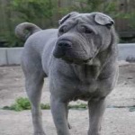 image of shar_pei #4