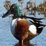 image of bird