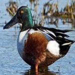 image of northern_shoveler #30