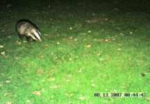 image of badger