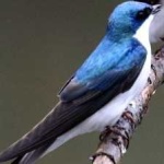 image of bird