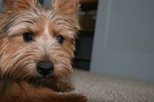 image of norwich_terrier