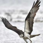 image of osprey