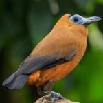 image of bird