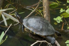 image of animal