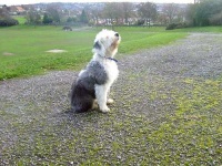 image of old_english_sheepdog #19