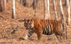 image of animal