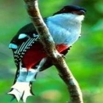 image of bird
