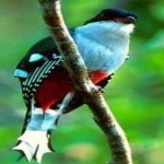 image of cuban_trogon #14