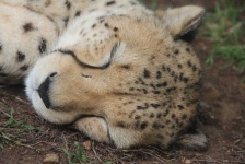 image of animal